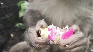 Bora Rir!  Divirta-se - Funny Pets #18