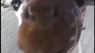 Bora Rir!  Divirta-se - Funny Pets #23