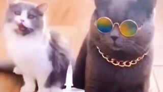 Bora Rir!  Divirta-se - Funny Pets #25