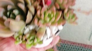 Suculentas de fácil cultivo