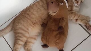 Gato sistemático