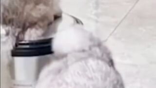 Bora Rir!  Divirta-se - The Best Funny Pets #3