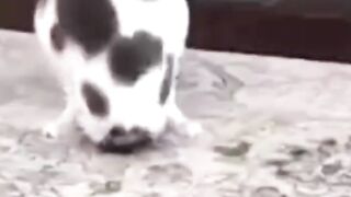 Bora Rir!  Divirta-se - The Best Funny Pets #4