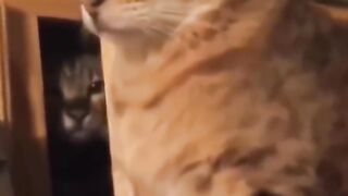 Bora Rir!  Divirta-se - The Best Funny Pets #5
