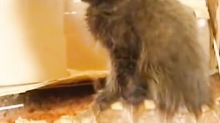 Bora Rir!  Divirta-se - The Best Funny Pets #6