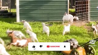 Bora Rir!  Divirta-se - Get Ready to Laugh with the Funniest Moments to Brighten Your Day #3