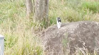 Outra visita um gato