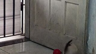 Pequeno felino sapeca
