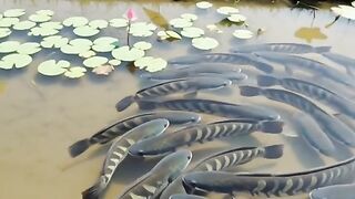 Clear water with a school of snakehead fish.