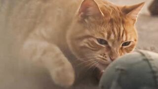 O gato que sonhava ser um soldado