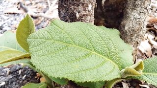 Jati Leaf