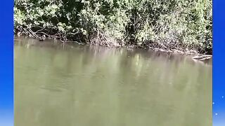 TRAIRA VAI A TRAS  DA ISCA
