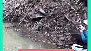 PEGOU TILAPIA BOA
