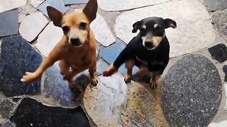 DUPLA DANSARINA