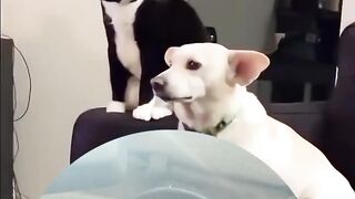Pets engraçado dublado
