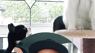 Memes animais