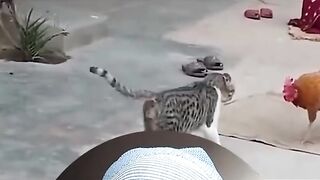Memes animais 2