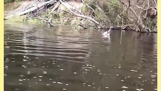 PEGOU TUCUNARÉ NA LINHADA