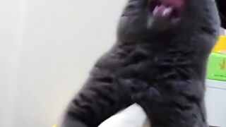 Funny Cats 68