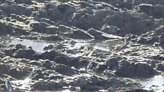 Whale Coast: Exploring Betty's Bay Part 2, Off The R44, Home To The Stony Point Penguin Colony