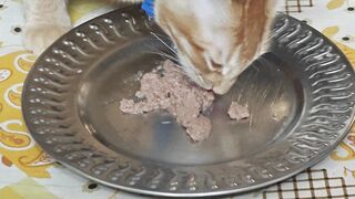 Jerry the ginger cat enjoying her food