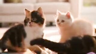 Gatinhos lindos a brincar 😻🥰🥰❤️🐾😻