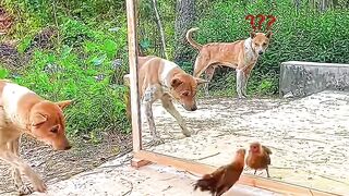 Mundo animal 😂😂😂😂