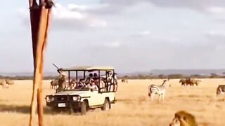 Viajar pelo Safari