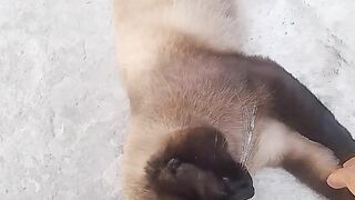 Gato arranhando