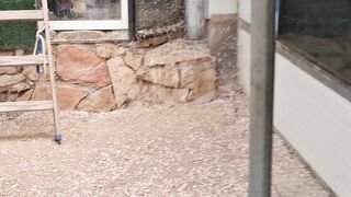 A visit to Sholom's Animal Farm, with over 100 species of animals.