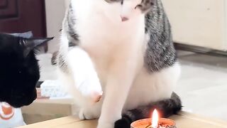 Curious Cat Meets a Tiny Candle 🔥🐾