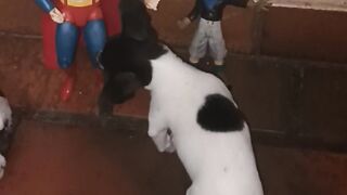 Dog chuchu