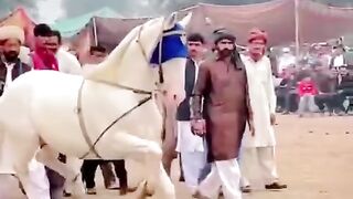 Mela Ghulam Shah Luddan District Vehari