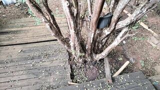 minha jabuticabeira linda