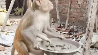 Next-level construction worker! 🛠️ . . . #monkey #funnymonkey #monkeylife #construction.mp4