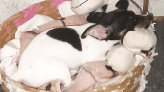 Dog e sua pelúcia