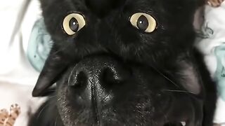 Cat or dog ?