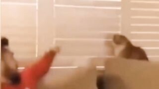 Meu animais engraçado favorito