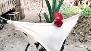 "ROOSTER HAMMOCK??"