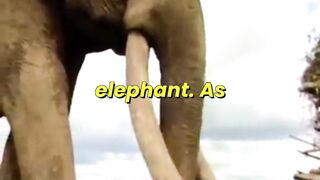 Outsmart Elephant Using Secret Sounds