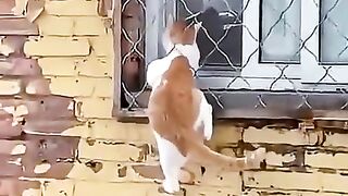 #Funny #video! #viralvideo #funny #hindi viral #United #States #America new | 114