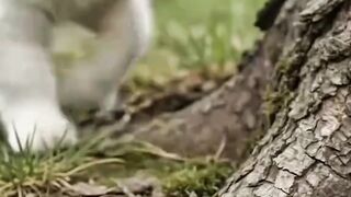 CAT SAVES BABY BIRD