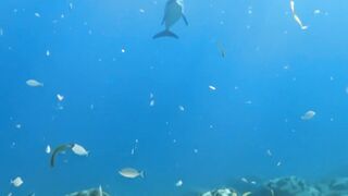 The Lonely Dolphin 🐬🌊 | An Incredible Underwater Wildlife Story