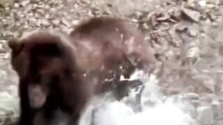 Universo selvagem mundo animal 5