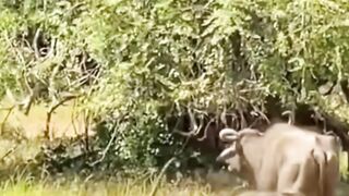 AVENTURAS do mundo animal e Pets 3