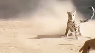 Universo selvagem mundo animal 6