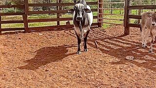 Cowboy 3