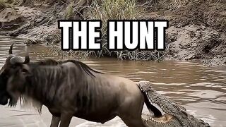 Some Hunt. Some Choose Not To. 🐊🐋#sorts #viral