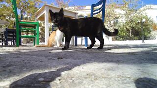 Cute cats – video of cats and kittens