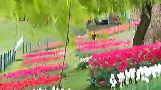 Tulip garden in kashmir